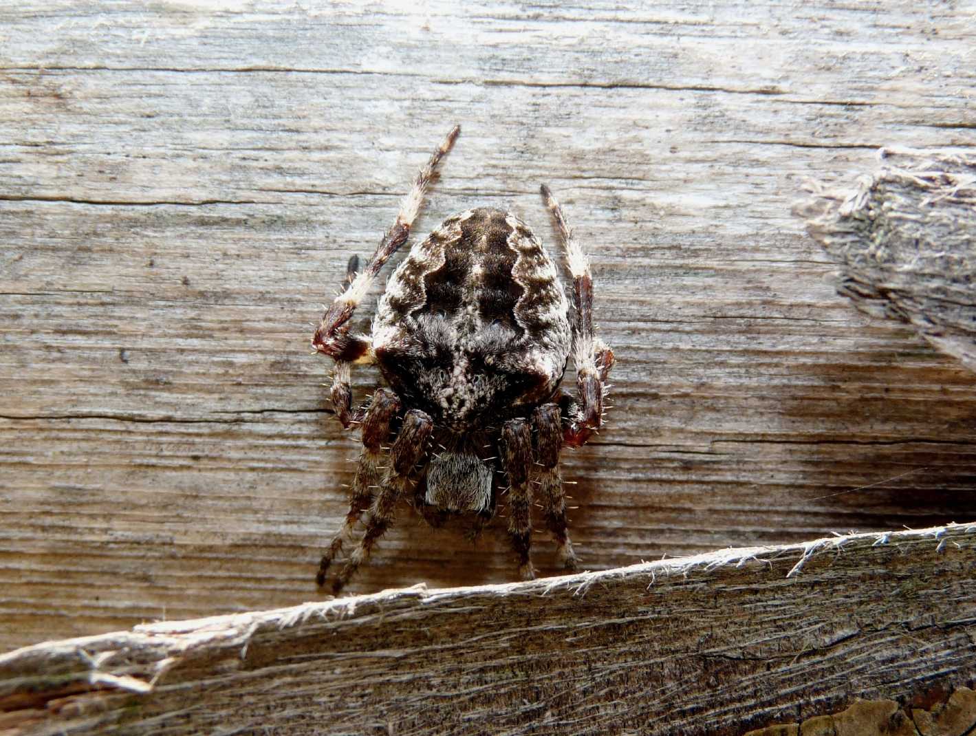 Araneus sp.